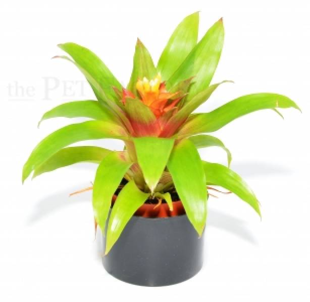 Guzmania spec. RITMO